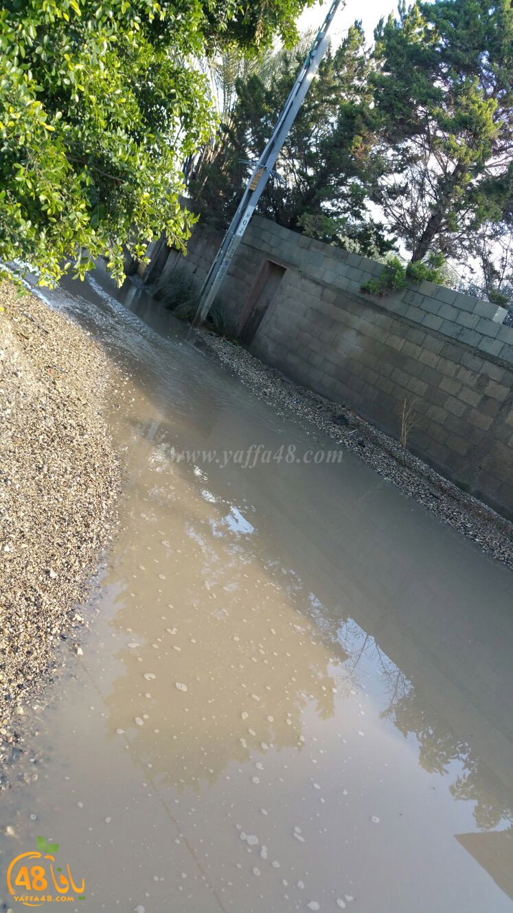 dahmash raeinina (6).jpg